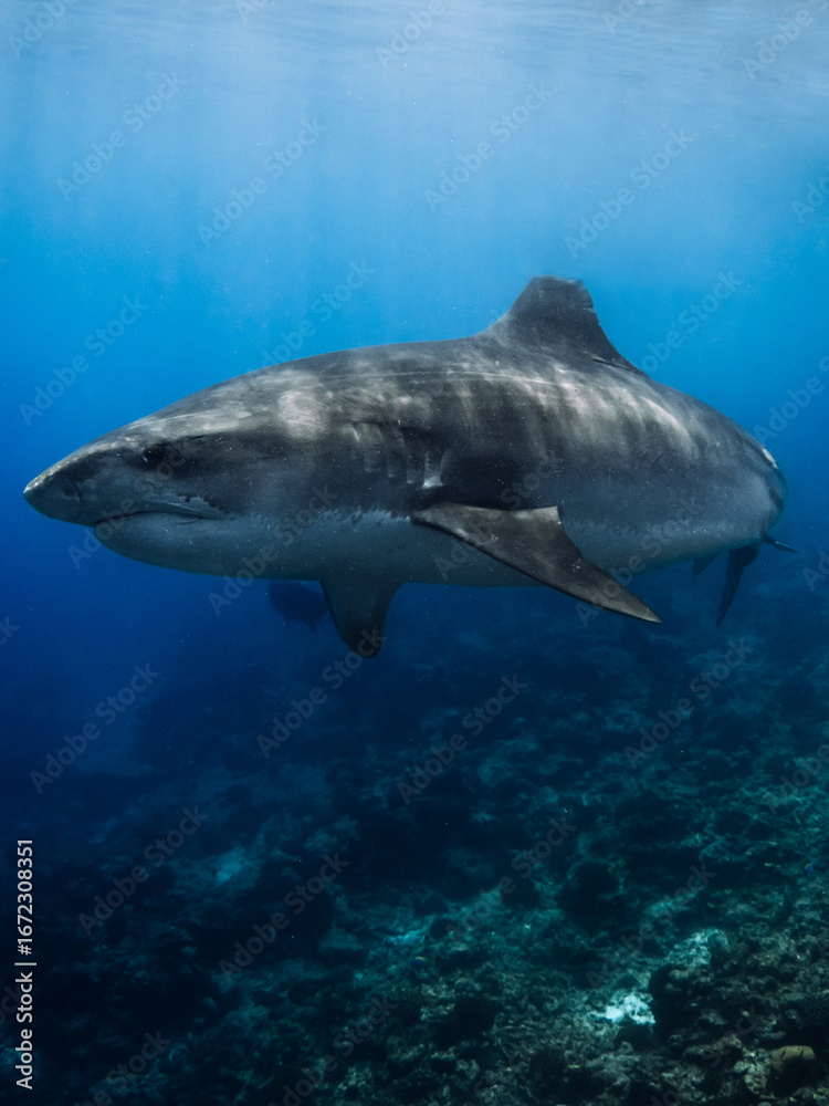 Obraz premium Tiger shark underwater in blue ocean. Huge shark close up