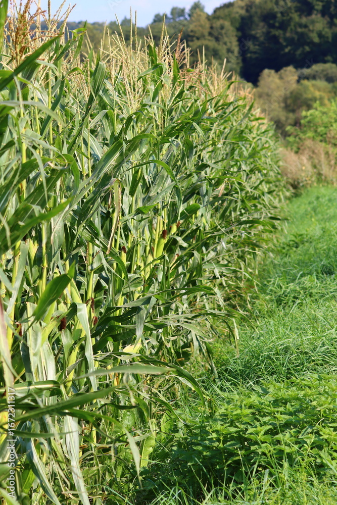 Obraz premium green tea plantation