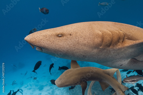 Nurse shark close up underwater in blue sea.