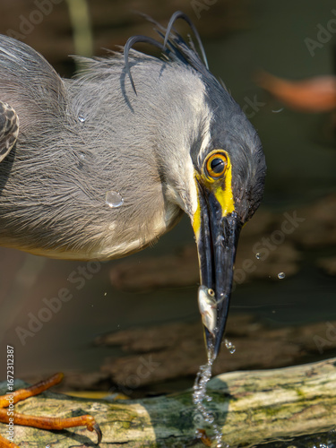 great blue heron