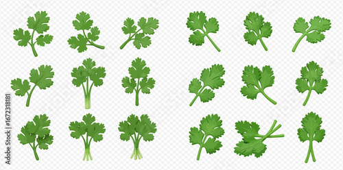 Photos Collection of cilantro sprigs, various sizes and arrangements, isolated on white background