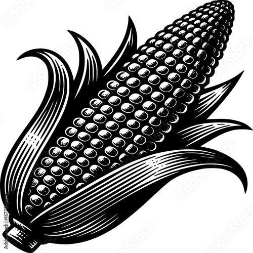 The detailed illustration of Corn: This black and white illustration presents a detailed study of an ear of corn, capturing its texture and form with precision.