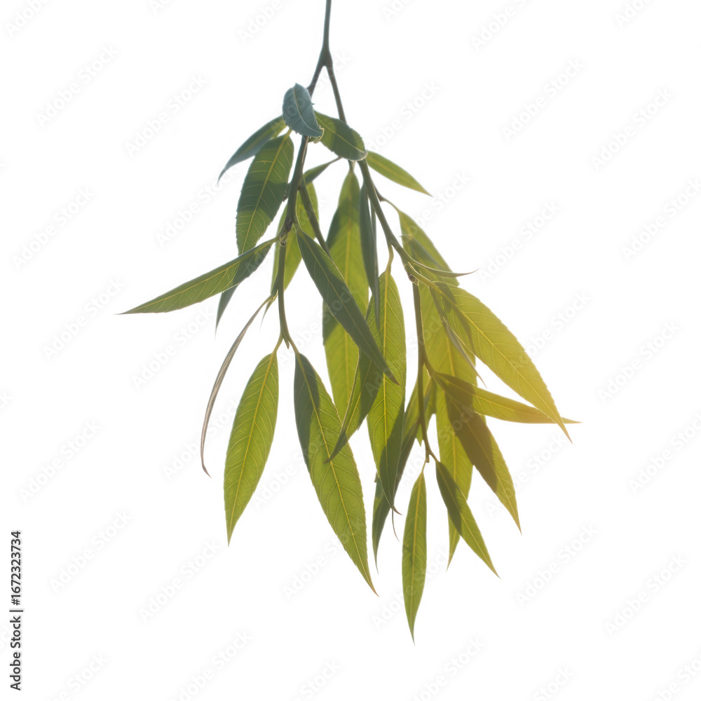 Fototapeta premium Hanging willow branch with light green drooping leaves against a dark backdrop transparent background