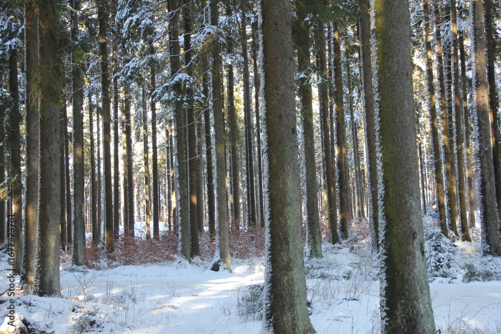 Fototapeta premium Winterwald