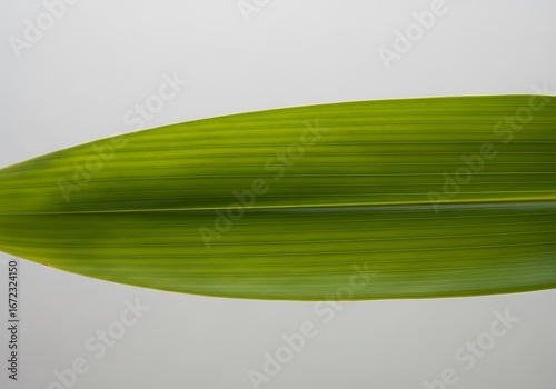 Leaf close-up with vivid green tones, showing textured parallel veins