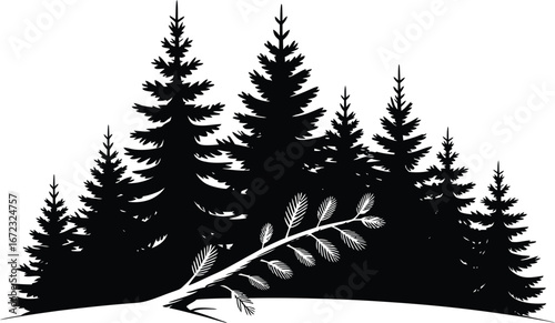 Silhouette of a dense evergreen forest with a fallen branch