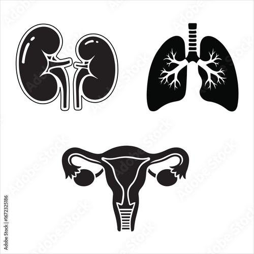 Illustration of human kidney, lung and uterus isolated on white background, health icon