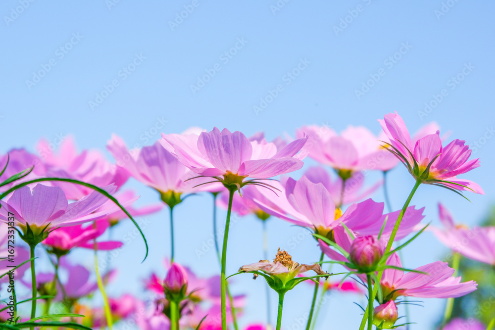 Beautiful pink cosmos flowers blooming in garden,spring season. Beautiful pink cosmos flowers blooming in garden,spring season.