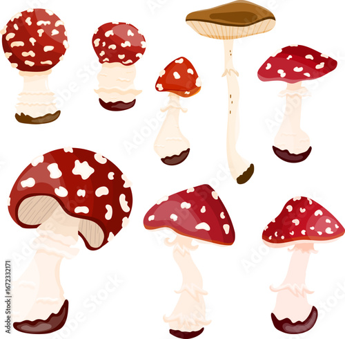 Vector Fly Agaric, mushrooms in cartoon style. Hand drawn amanita set. isolated on white background. Mushrooms collection.