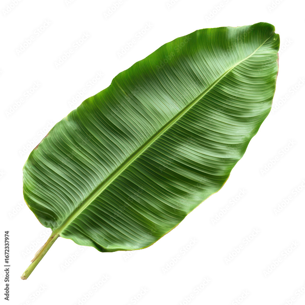Fototapeta premium Banana Leaf isolated on transparent background