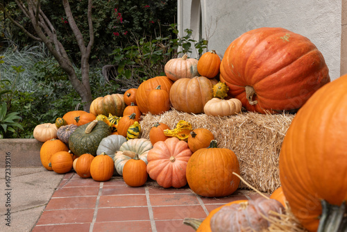 Variety of pumpkins and gourds of different sizes and white pumpkins arranged artfully as decoration for autumn fall on a brick patio in suburbs