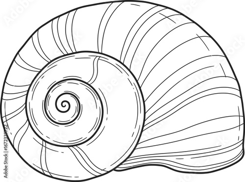 Seashell shell spiral ocean sea nature marine mollusk beach coast animal art