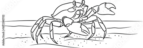Crab crustacean seafood ocean sea marine wildlife animal beach nature claw sand art