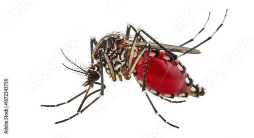 Close up of a blood-filled female Aedes aegypti mosquito with striped legs and wings on a black background isolated on a transparent background