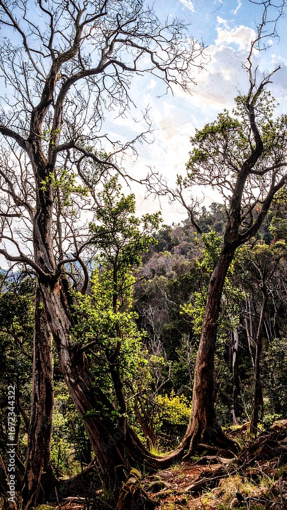 Obraz premium A dense forest scene, showcasing intertwining tree trunks and branches against a backdrop of verdant foliage and a partly cloudy sky.