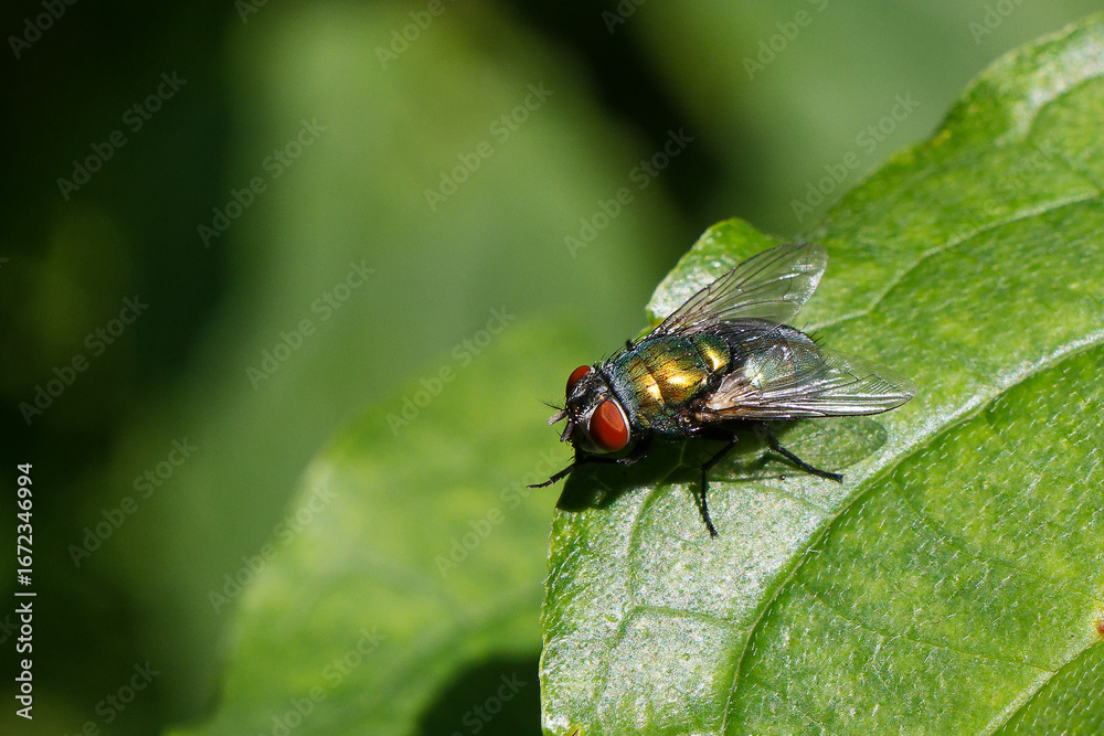 fly on a leaf fly on a leaf