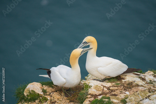 Foto Two Northern Gannets touch beaks while perched on a cliff above the ocean