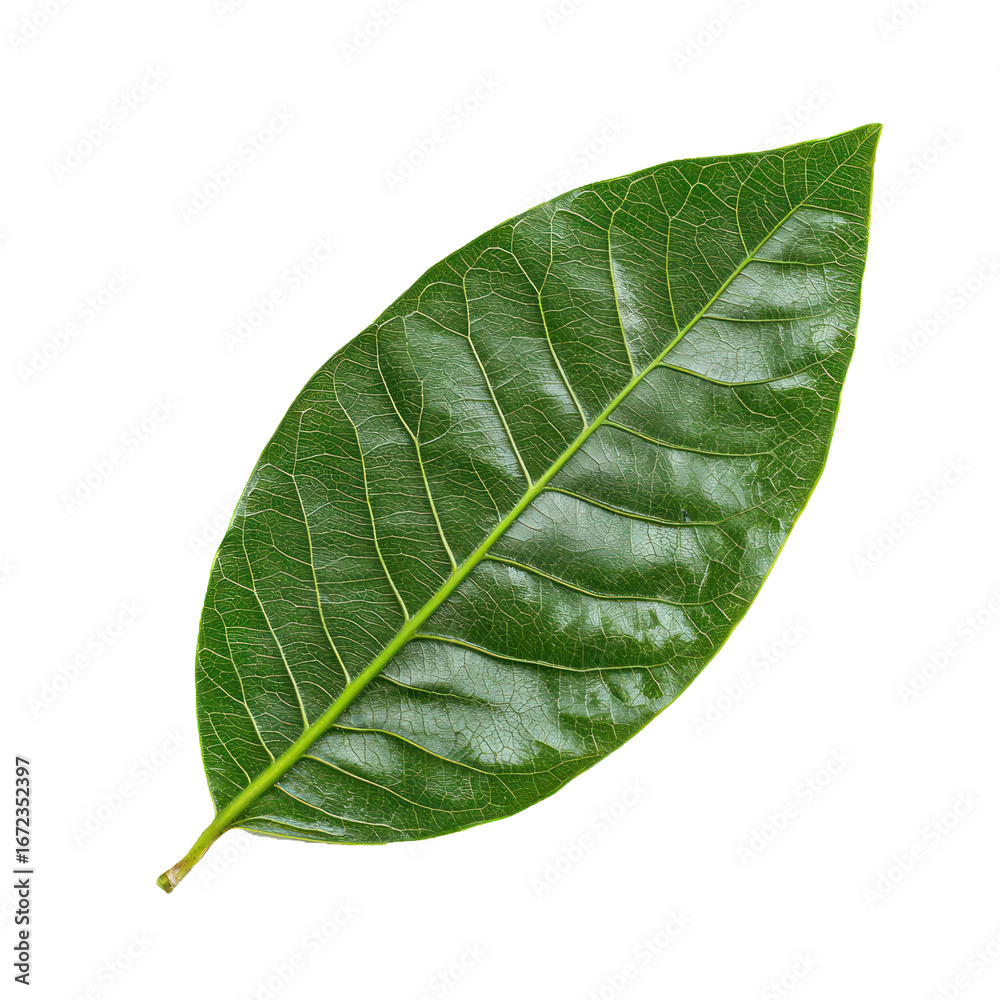 Obraz premium Ixora Leaf isolated on transparent background