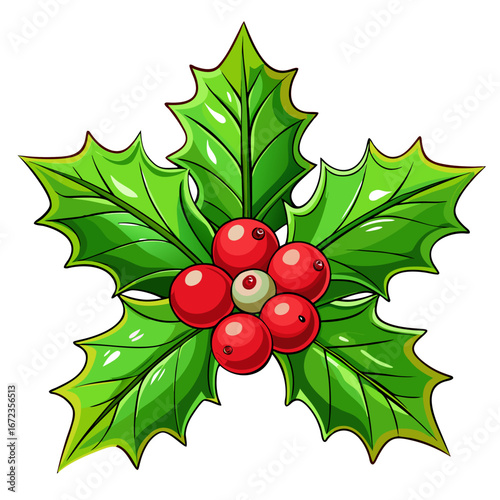 Christmas holly with red berries and green leaves isolated on white background isolated on transparent background