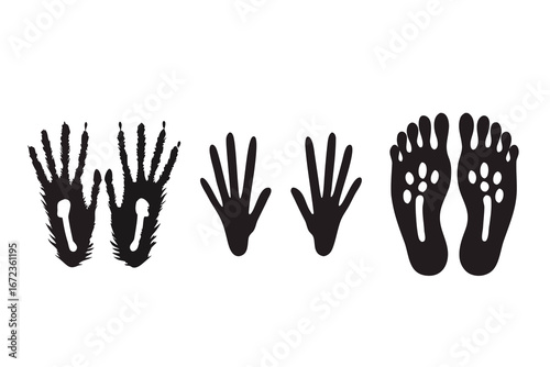 Comparison of Animal Hand and Footprints.