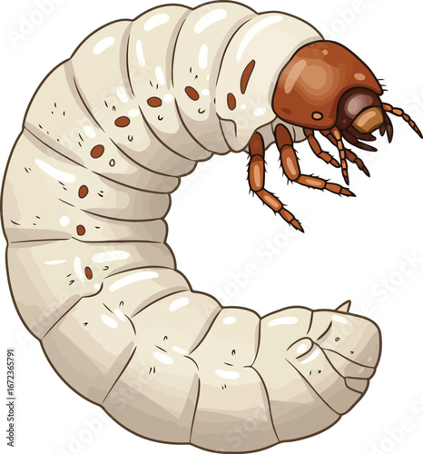 Grub insect larva stage vector illustration detailed nature biology science vector