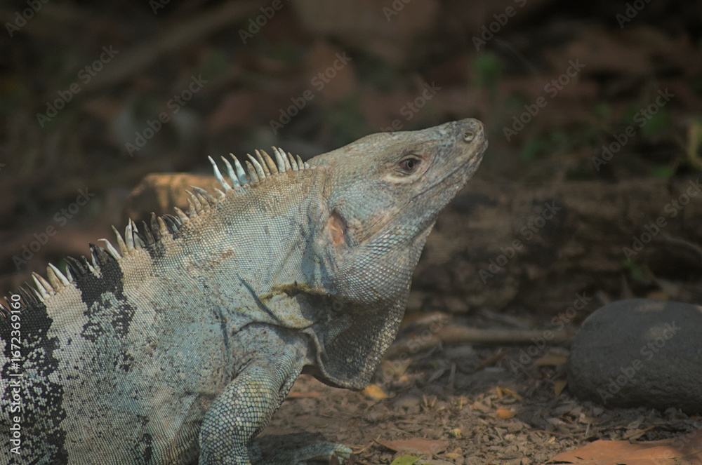 Fototapeta premium galapagos land iguana
