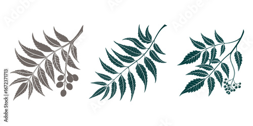 four different types of green black and white neem  leaves a vector design, Neem leaves collection. silhouette neem leafs vector, a green neem plant with leaves on white background, green leaves