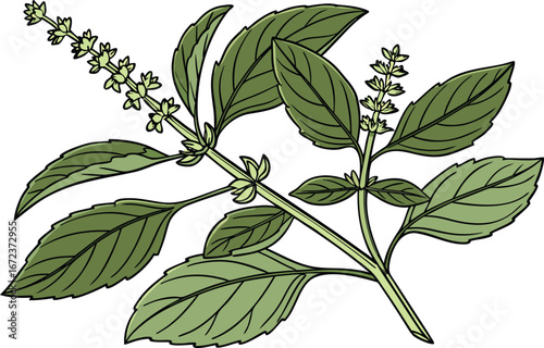 Holy Basil Leaves Herbal Illustration Design. Tulsi Plant Green Leaves Botanical Artwork. Ayurvedic Herb Holy Basil Leaves Clipart. Fresh Tulsi Leaves Herbal Medicine Design. Organic Holy Basil Plant