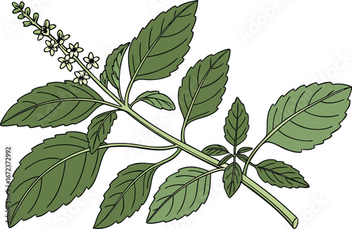 Holy Basil Leaves Herbal Illustration Design. Tulsi Plant Green Leaves Botanical Artwork. Ayurvedic Herb Holy Basil Leaves Clipart. Fresh Tulsi Leaves Herbal Medicine Design. Organic Holy Basil Plant