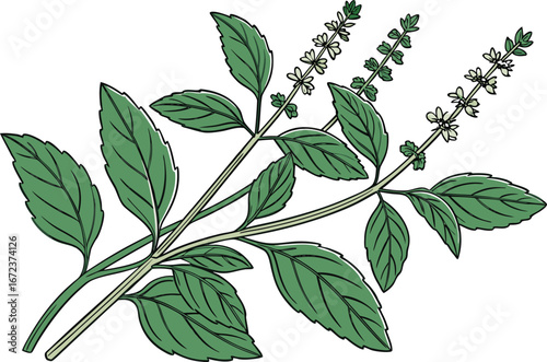 Holy Basil Leaves Herbal Illustration Design. Tulsi Plant Green Leaves Botanical Artwork. Ayurvedic Herb Holy Basil Leaves Clipart. Fresh Tulsi Leaves Herbal Medicine Design. Organic Holy Basil Plant