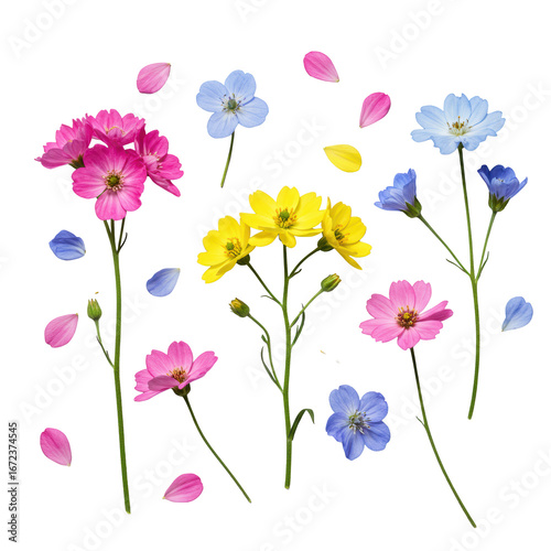 Wallpaper Mural Delicate pink, yellow, blue, and purple wildflowers with slender stems and scattered petals, isolated on a pristine transparent background, concept of pristine botanical elegance Torontodigital.ca