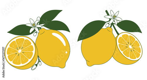Fresh lemons with green leaves and white flowers on a clean background