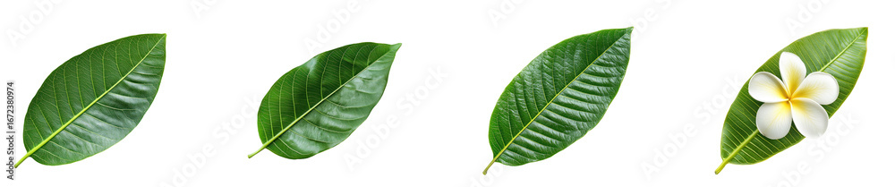 Obraz premium Frangipani Leaf isolated on transparent background