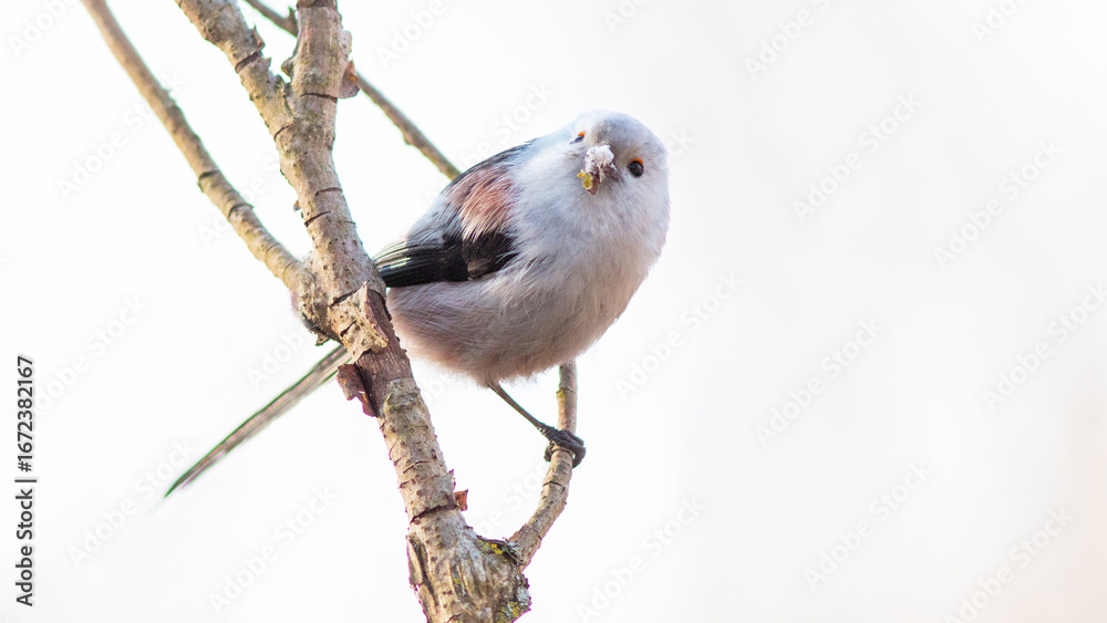 Naklejka premium rat on a white background