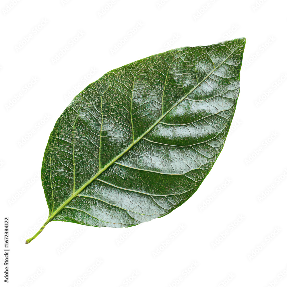 Obraz premium Tamarillo Leaf isolated on transparent background