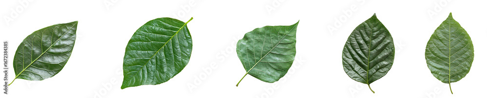 Obraz premium Tamarillo Leaf isolated on transparent background
