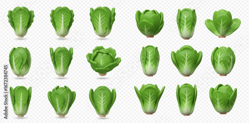 Collection of fresh green baby Chinese cabbages shown from various angles.
