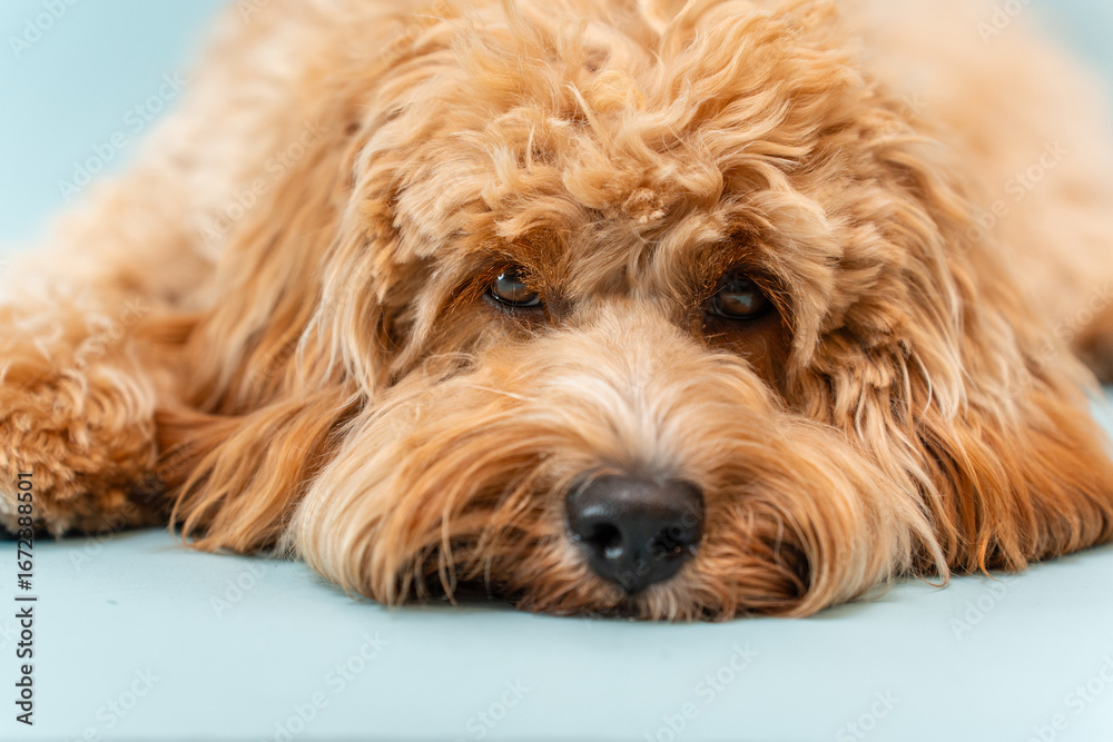 Fototapeta premium Curly brown Labradoodle or poodle or goldendoodle dog on a blue isolated background