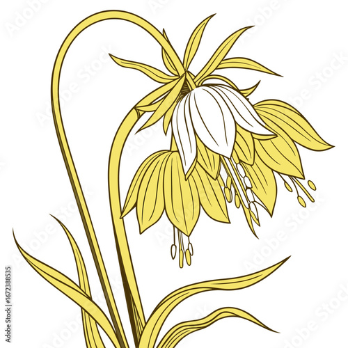 crown imperial yellow with leaves 