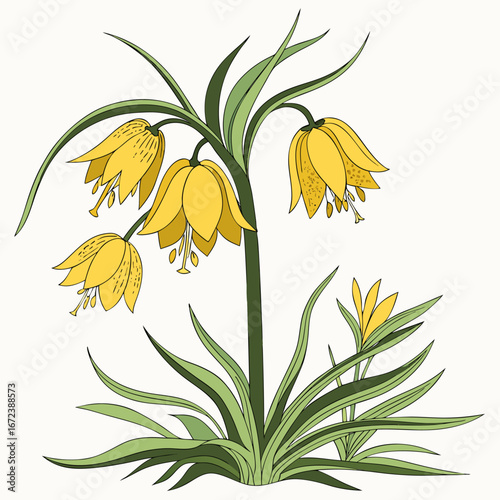 crown imperial yellow with leaves