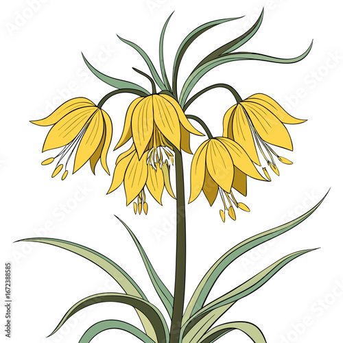 crown imperial yellow isolated on white background