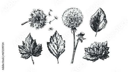 Hand Drawn Dandelion Seed Heads and Leaf Illustrations. Vector hand drawn illustration