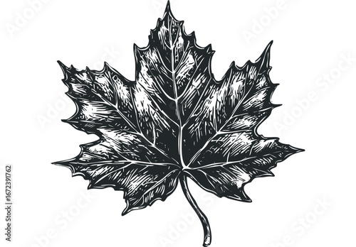 Detailed linocut engraving of a single maple leaf with visible veins. Vector hand drawn illustration