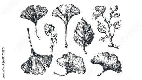 Vintage Ginkgo Biloba and Broadleaf Plant Elements Collection. Vector hand drawn illustration
