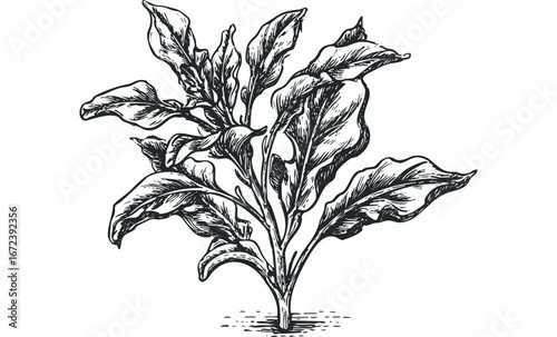 Detailed Pen Sketch of a Leafy Green Plant Growing from the Ground. Vector hand drawn illustration