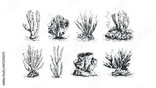 Collection of Diverse Coral and Marine Plant Forms. Vector hand drawn illustration