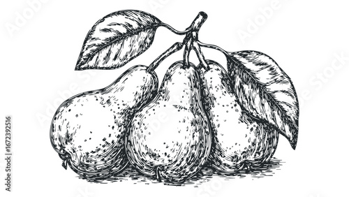 Hand Drawn Cluster of Three Ripe Pears with Leaves. Vector hand drawn illustration