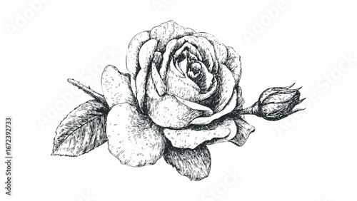 Detailed Sketch of a Blooming Rose with Bud and Leaf. Vector hand drawn illustration
