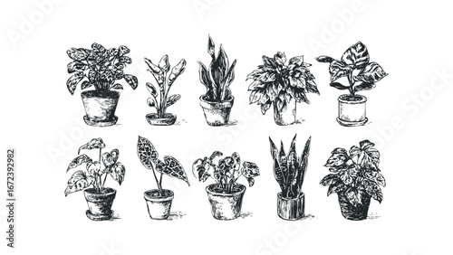 Collection of various potted houseplants in a sketched style. Vector hand drawn illustration