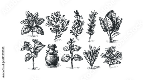 Collection of hand drawn culinary herb sketches on white background. Vector hand drawn illustration